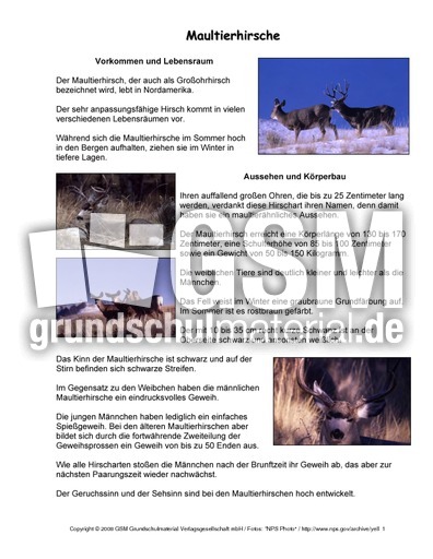 Maultierhirsche-Steckbrief.pdf